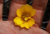 2005-04-06-003-Buttercup