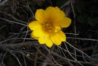 2005-04-06-004-Buttercup