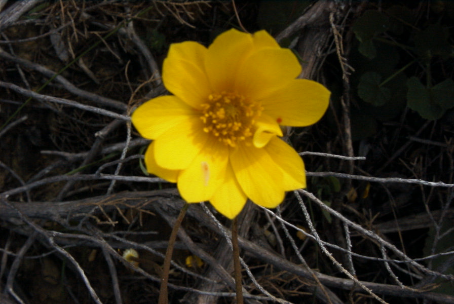 2005-04-06-004-Buttercup