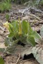 2005-04-06-007-Toungs