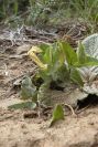 2005-04-06-009-Toungs