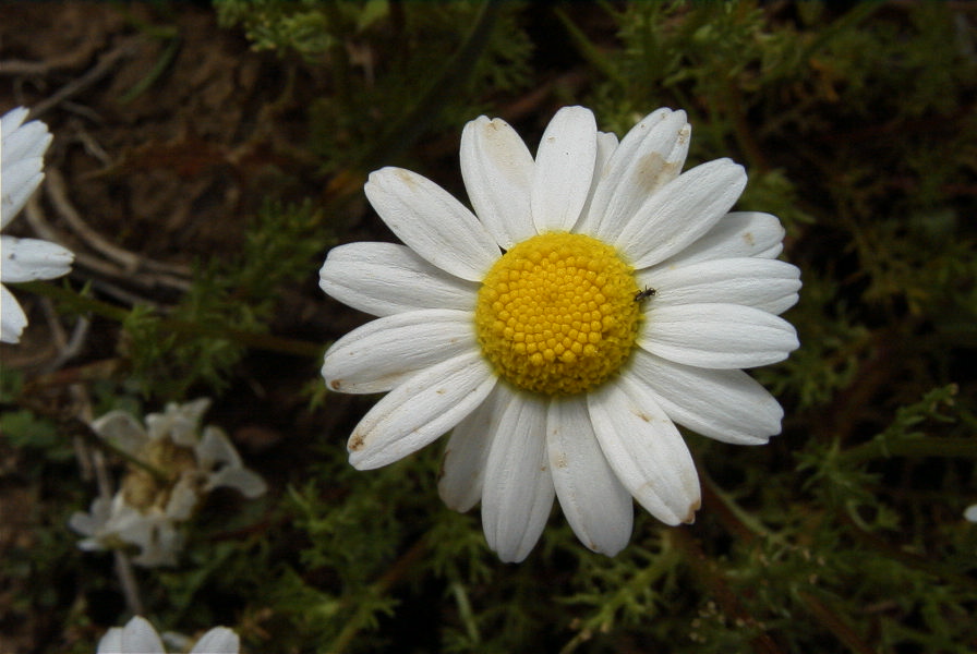 2005-04-06-012-Camomile