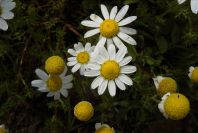 2005-04-06-013-Camomile