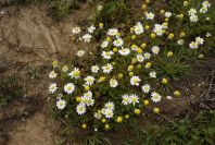 2005-04-06-014-Camomile