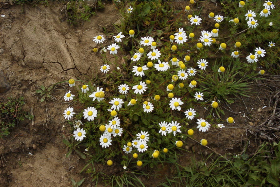 2005-04-06-014-Camomile