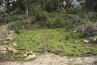 2005-04-06-017-Spring