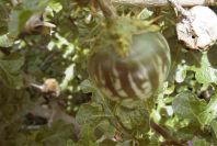 2005-04-06-029-Sodums-apple
