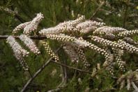 2005-04-06-030-Tamarisk