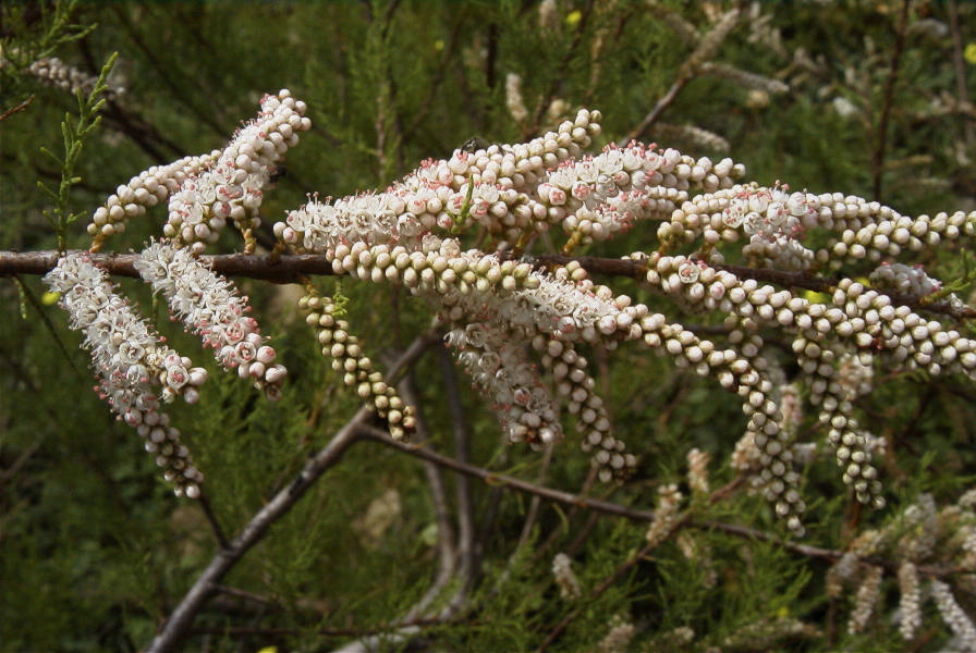2005-04-06-030-Tamarisk