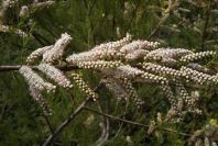 2005-04-06-031-Tamarisk