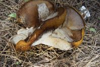 2005-04-06-036-Toadstool