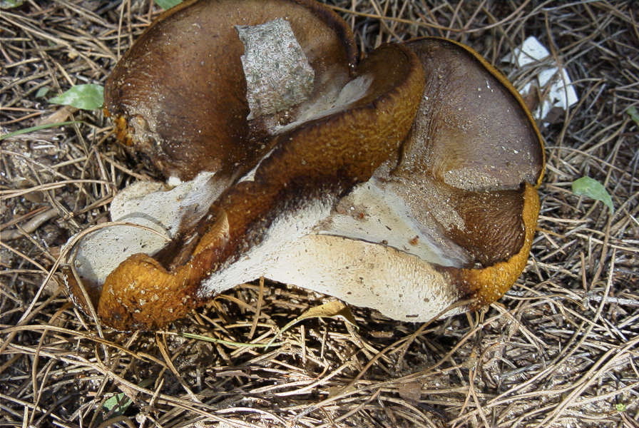 2005-04-06-036-Toadstool