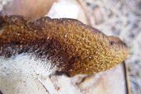 2005-04-06-037-Toadstool