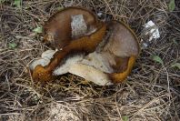2005-04-06-038-Toadstool
