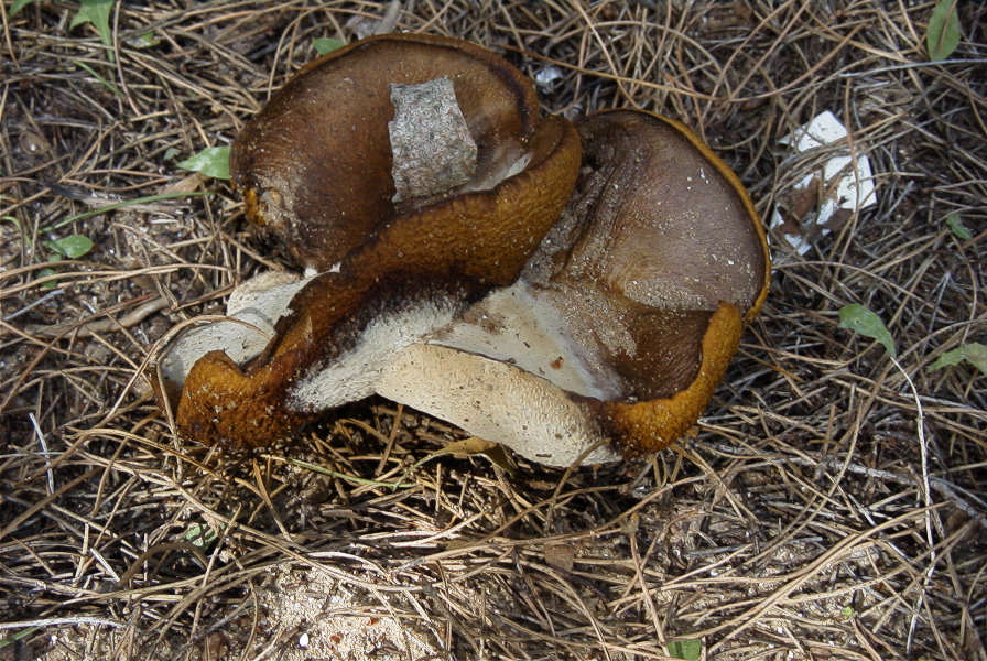 2005-04-06-038-Toadstool