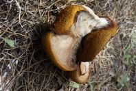 2005-04-06-039-Toadstool