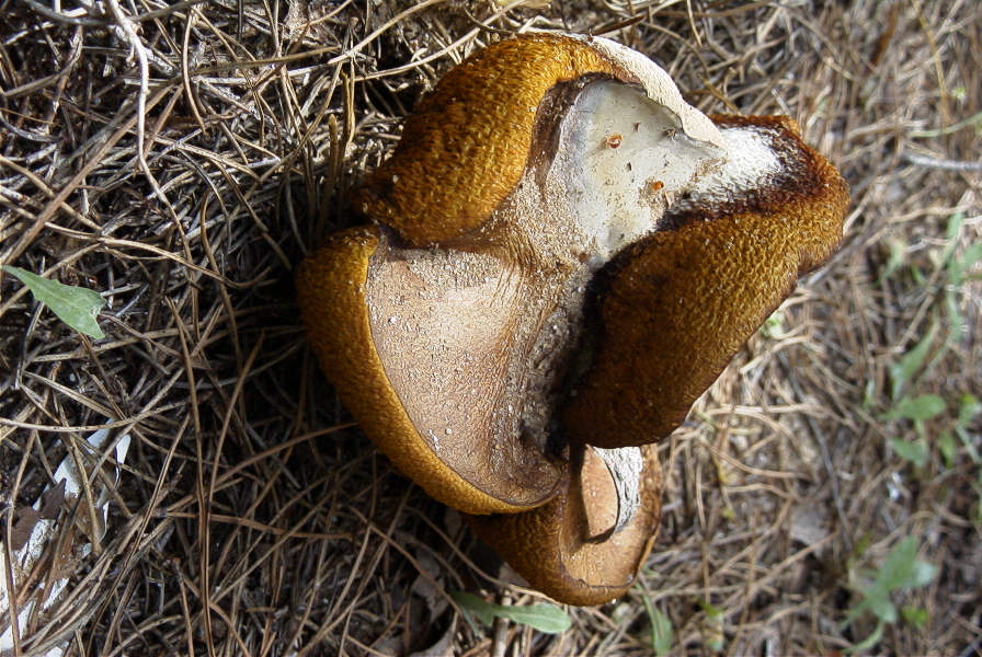 2005-04-06-039-Toadstool