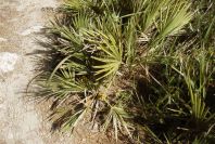 2005-04-06-042-Palm