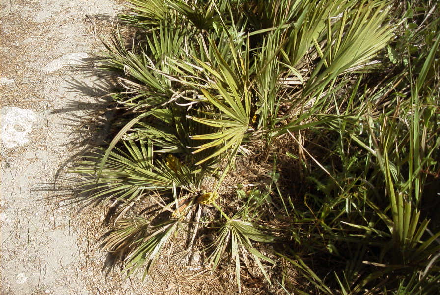 2005-04-06-042-Palm