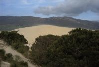 2005-04-06-044-Dune-growth