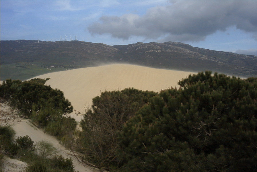 2005-04-06-044-Dune-growth