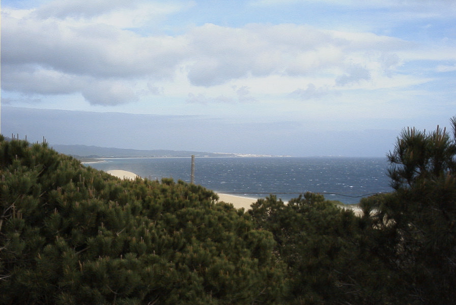 2005-04-06-046-Dune-growth
