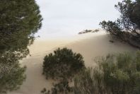 2005-04-06-047-Dune-growth