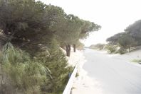 2005-04-06-048-Dune-growth