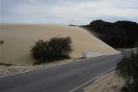 2005-04-06-049-Dune-growth