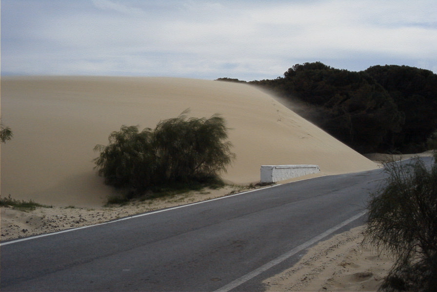 2005-04-06-049-Dune-growth