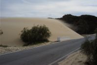 2005-04-06-050-Dune-growth
