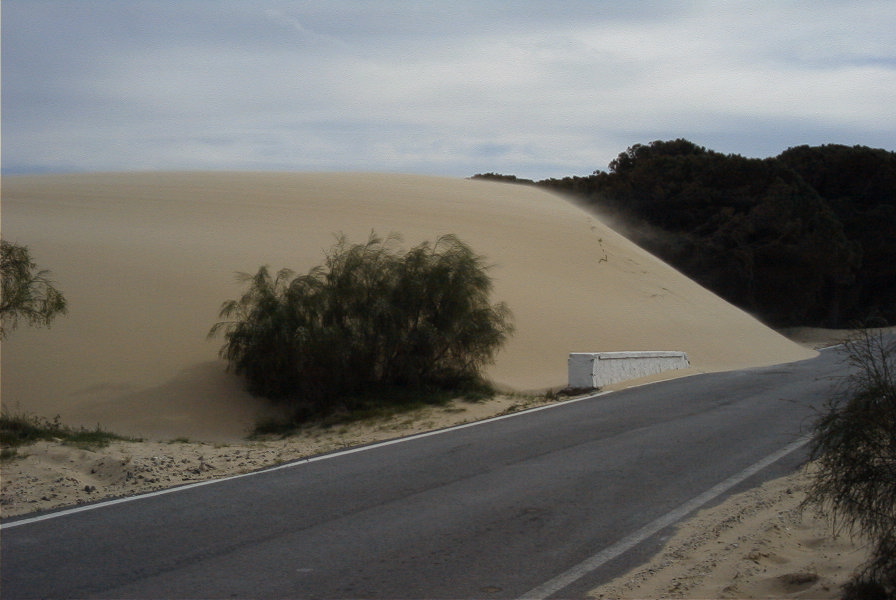 2005-04-06-051-Dune-growth