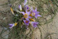 2006-02-12-001-Sand-Crocus