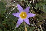 2006-02-12-010-Sand-Crocus