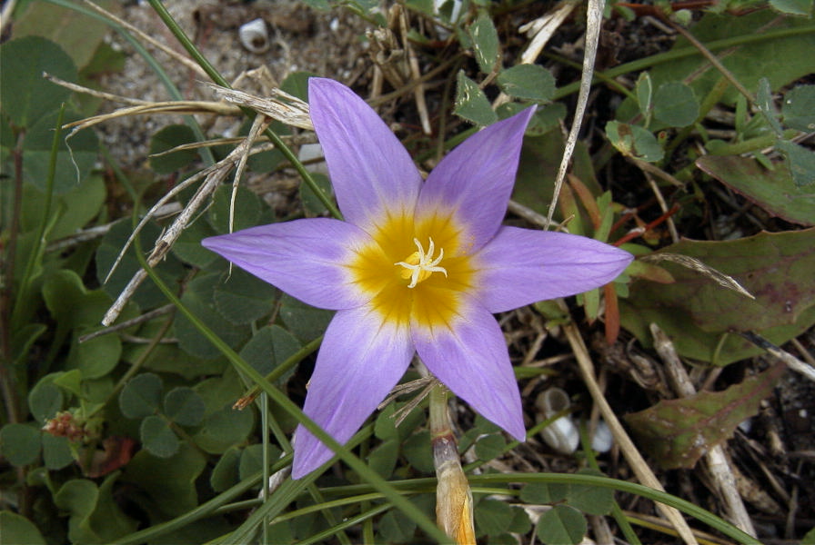 2006-02-12-010-Sand-Crocus