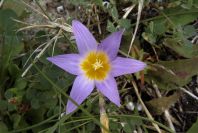 2006-02-12-011-Sand-Crocus