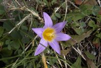 2006-02-12-012-Sand-Crocus