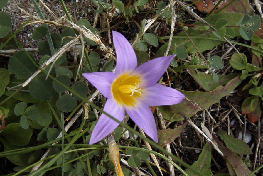 2006-02-12-012-Sand-Crocus
