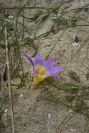 2006-02-12-013-Sand-Crocus