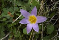 2006-02-12-014-Sand-Crocus