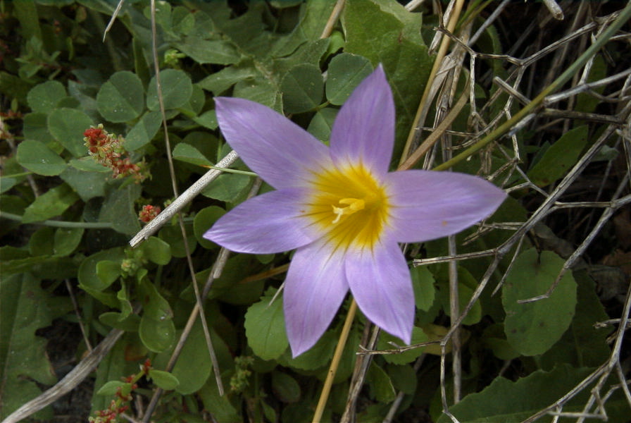 2006-02-12-014-Sand-Crocus