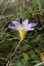 2006-02-12-015-Sand-Crocus