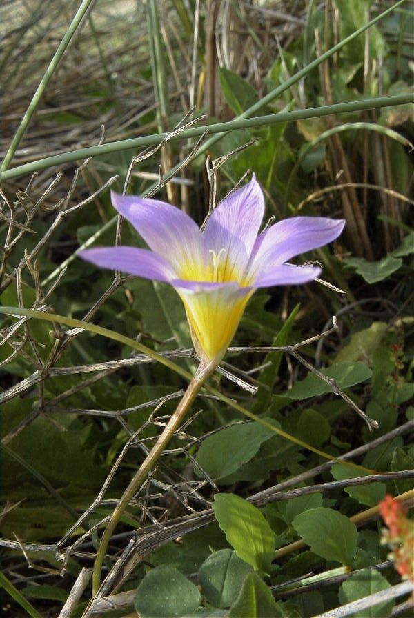 2006-02-12-015-Sand-Crocus
