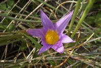 2006-02-12-016-Sand-Crocus