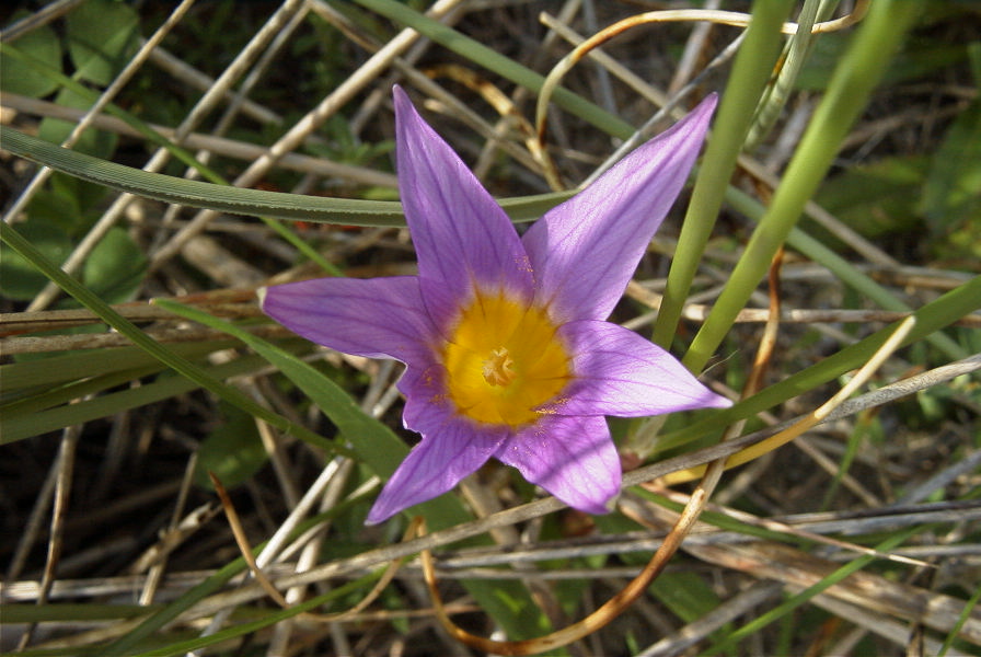 2006-02-12-016-Sand-Crocus