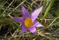 2006-02-12-017-Sand-Crocus