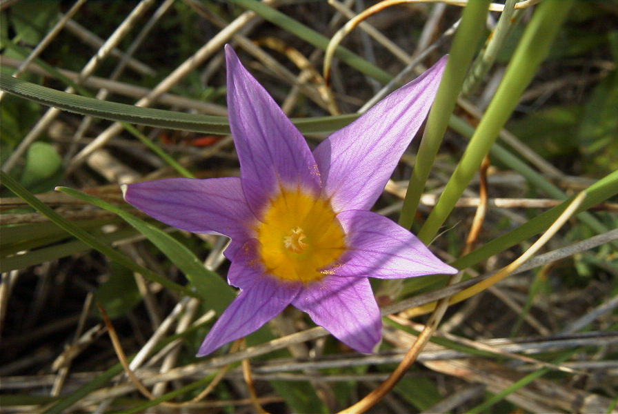 2006-02-12-017-Sand-Crocus