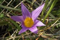 2006-02-12-018-Sand-Crocus