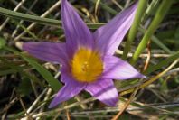 2006-02-12-019-Sand-Crocus
