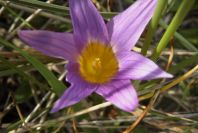 2006-02-12-020-Sand-Crocus